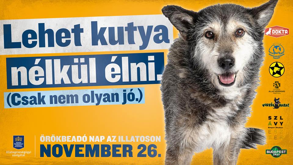 Több mint 120 kutya és macska várja új gazdáját az Illatos úton