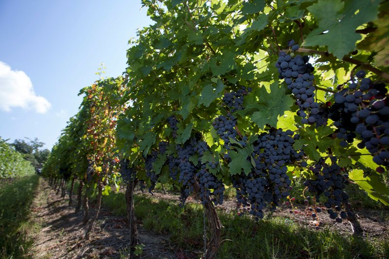 Magyarország a díszvendége a krakkói borászati szakkiállításnak