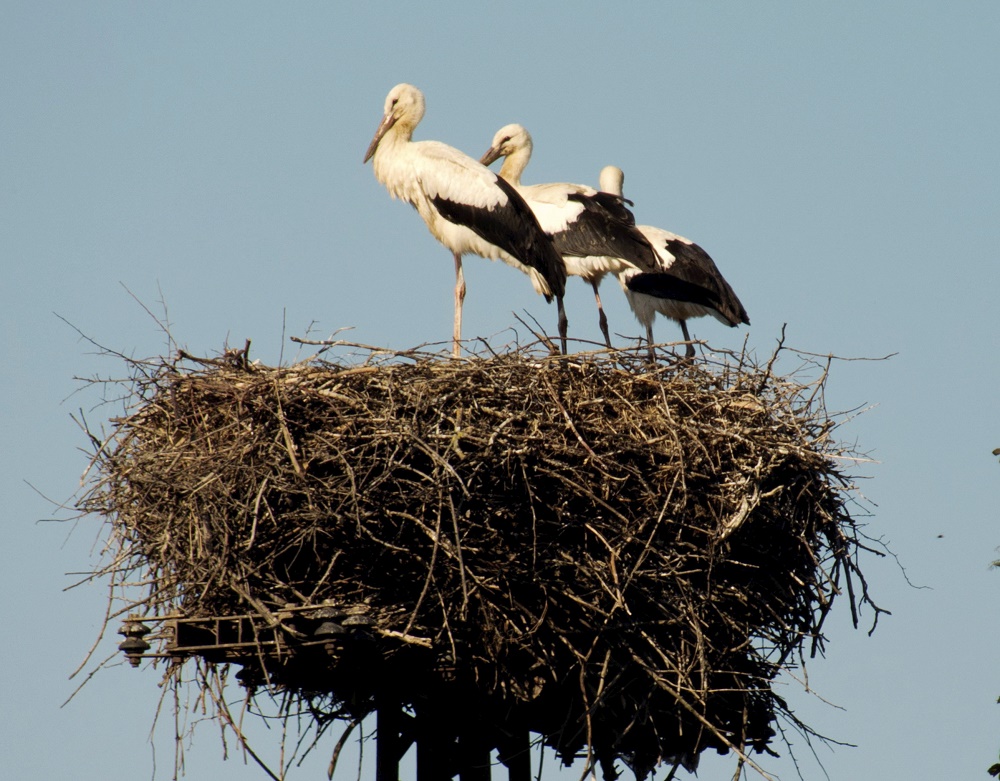 Sáskajárás állította meg a gólyákat