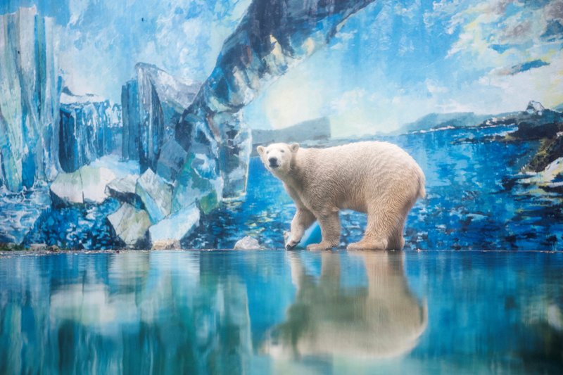 Jegesmedve érkezett a Nyíregyházi Állatparkba