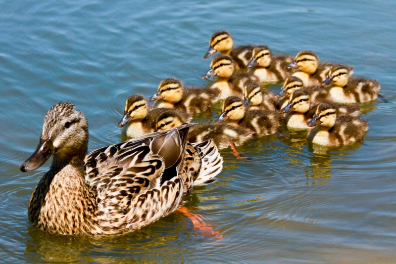 Németországban és Ausztriában is megjelent a madárinfluenza