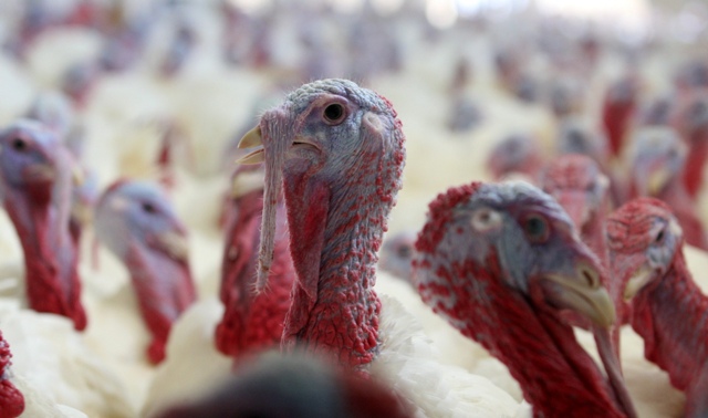 Madárinfluenza vírust észleltek Békésben