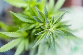 Fotó: shutterstock.com, illusztráció