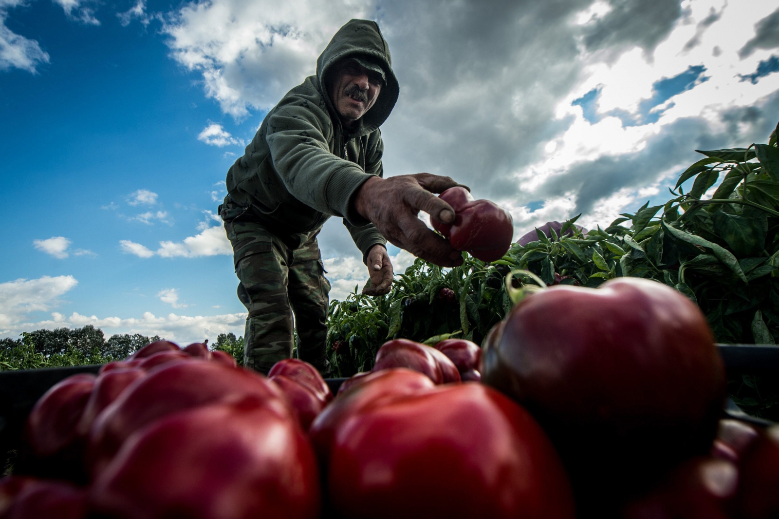 8,5 százalékkal nőtt a mezőgazdaság termelése 2016-ban