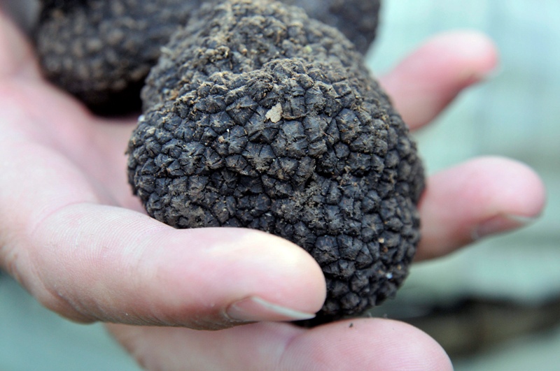 Milliókat érhet a Baranyában talált szarvasgomba