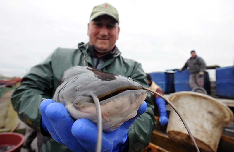 A harcsa az év hala