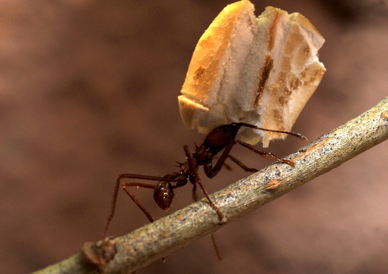 A hangyák ügyesebben tájékozódnak, mint gondoltuk