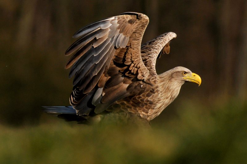 Webkamerákon követhetjük a rétisas-pár életét