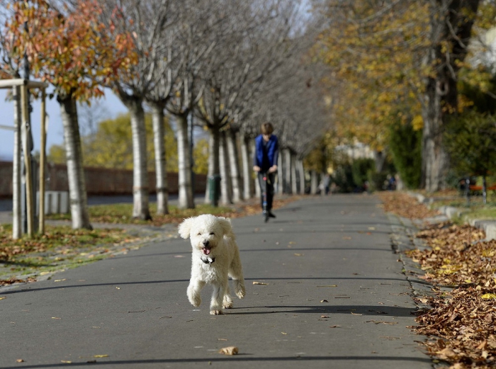 Elveszett családi kedvencek után kutat egy cseh ügynökség
