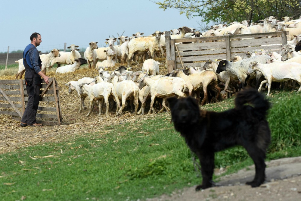 2016 a rekordok éve volt a mezőgazdaságban