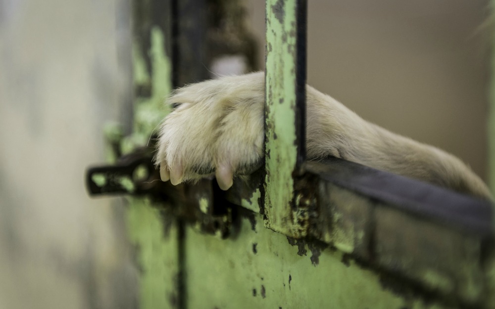 A kormány az idén 40 millió forintot fordít állatvédelemre