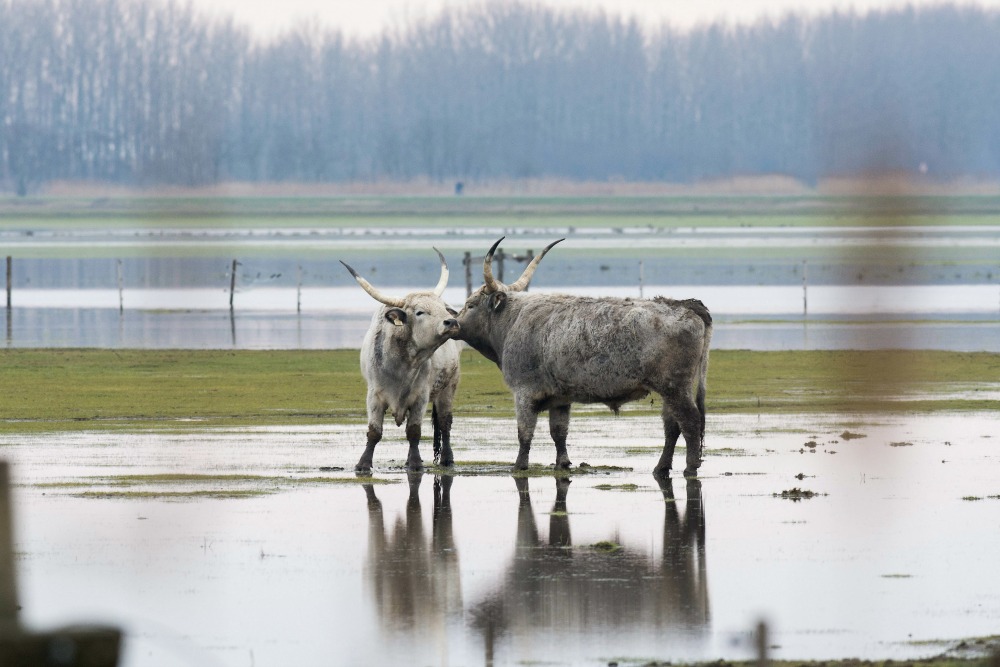 Ismét több helyen harmadfokú az árvízi készültség
