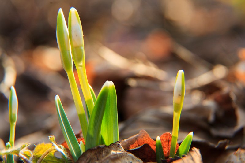 Milliárdok természetvédelemre