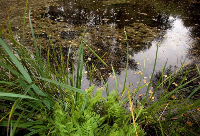 Európa vizes élőhelyeinek kétharmada eltűnt