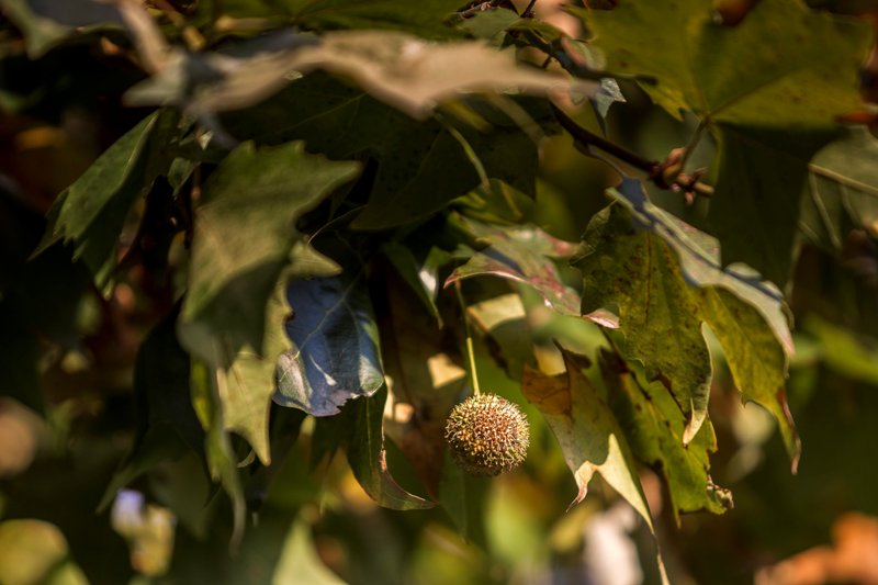Versenyben a Jászai Mari téri platán