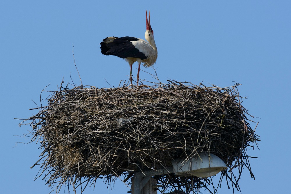 Megkezdte hazaútját Magyarországra a legkorábban visszatérő gólya