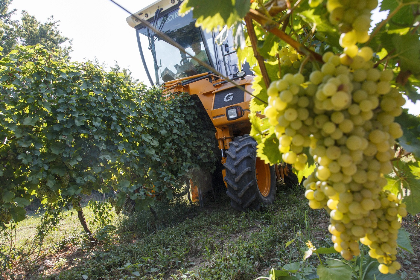 A Furmint évének nyilvánította 2017-et a kormány