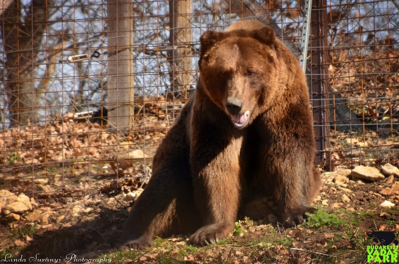 Két barnamedve érkezett a Budakeszi Vadasparkba