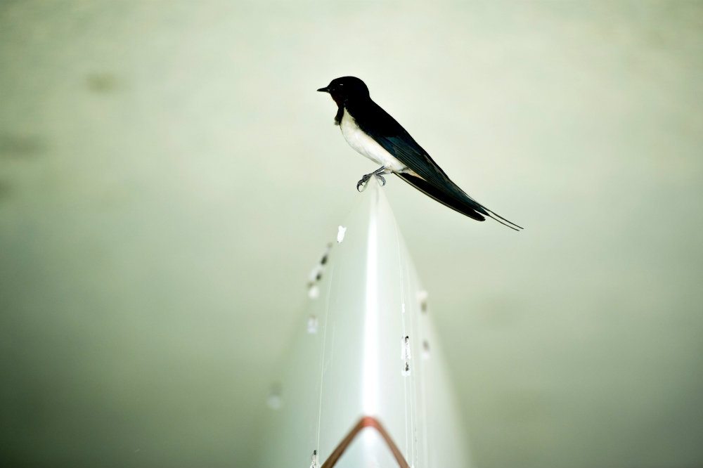 Mentsük meg a fecskéket!