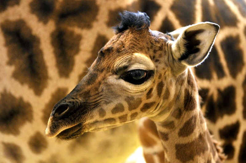 Állatbébik és egyéb újdonságok a budapesti állatkertben