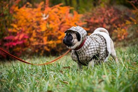 Fotó: shutterstock.com, illusztráció