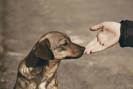 Fotó: shutterstock.com, illusztráció