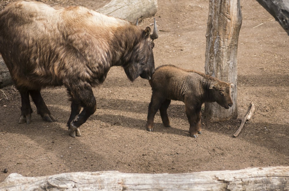 Takinborjú született a Nyíregyházi Állatparkban