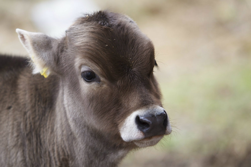 Támogatja az állam a kéknyelv betegség megelőzését