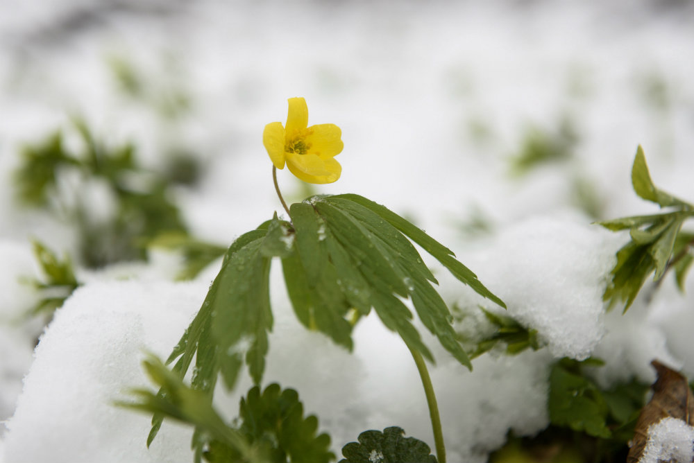 Esett a hó a Mátrában