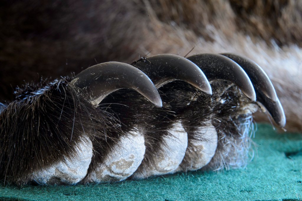 Medvetámadás egy ratosnyai ház udvarán