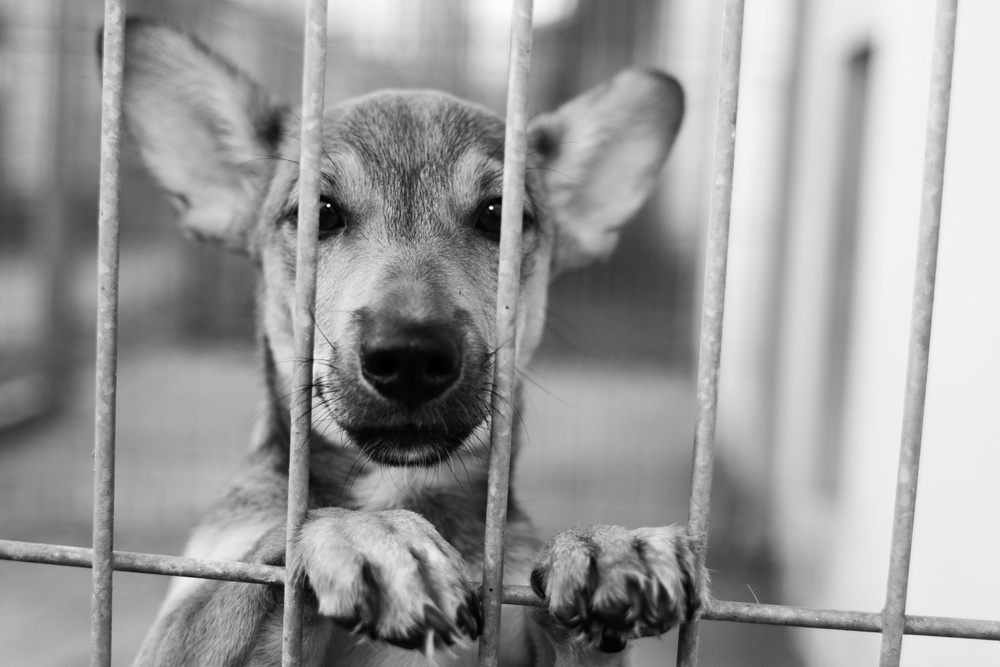 A kutyák örökbefogadását népszerűsítik