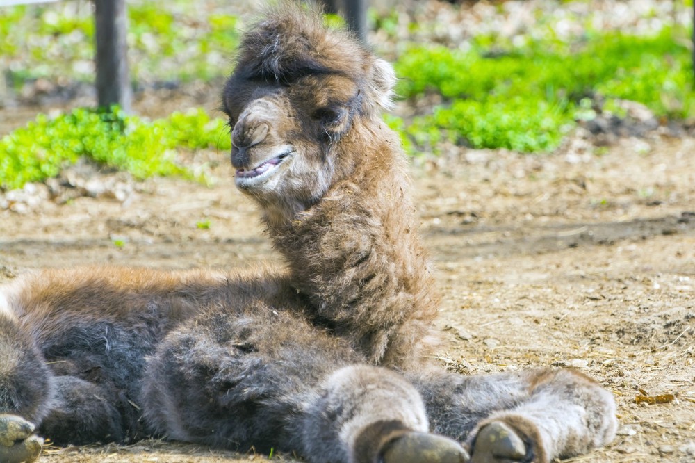 Tevecsikó született a veszprémi állatkertben
