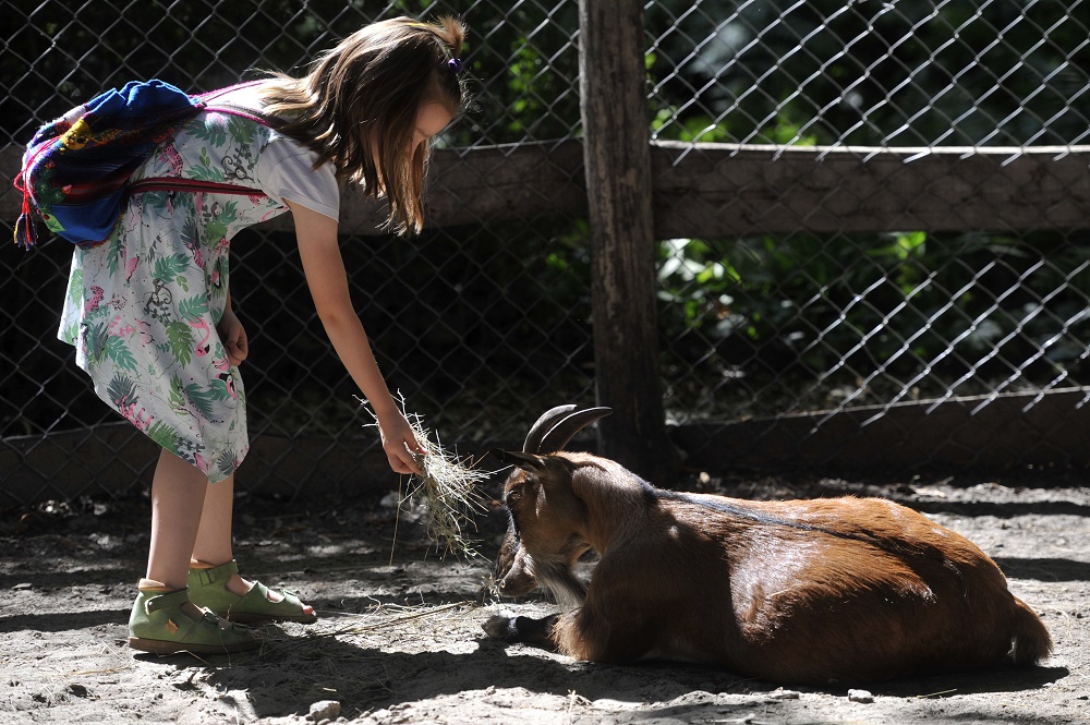 Több mint 40 milliárdos fejlesztések a fővárosi állatkertben 2020-ig