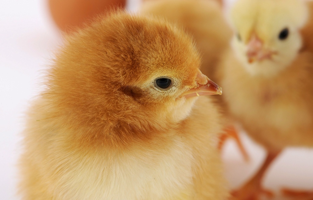 Feloldották a korlátozásokat