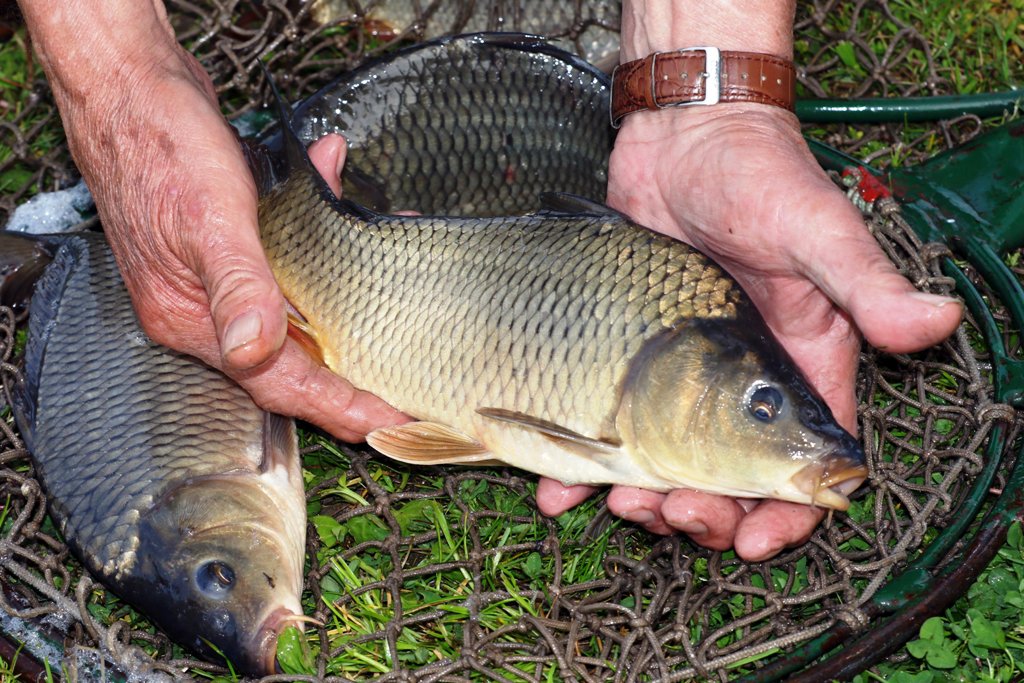 Ismét lehet pontyra horgászni