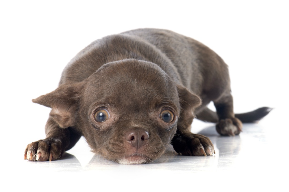 A szívférgességre hívják fel a figyelmet