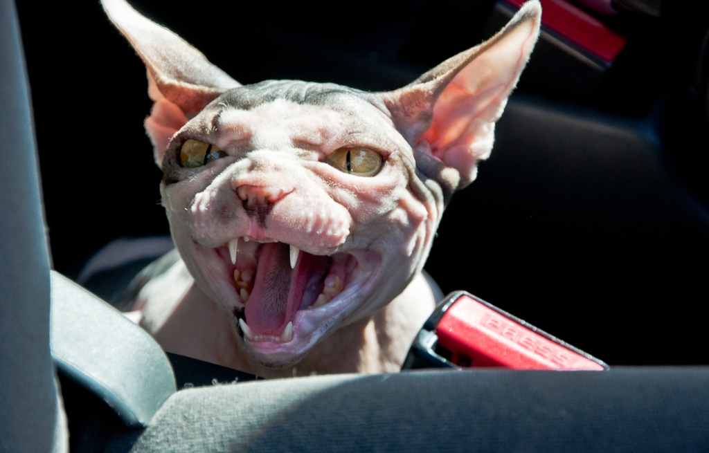 Vona Gábornak tisztáznia kell: cukiság van vagy brutalitás