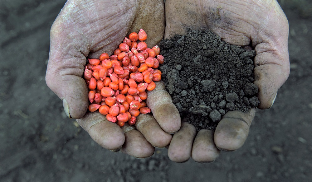 Magyarország hatodik helyen áll a világ vetőmag exportjában