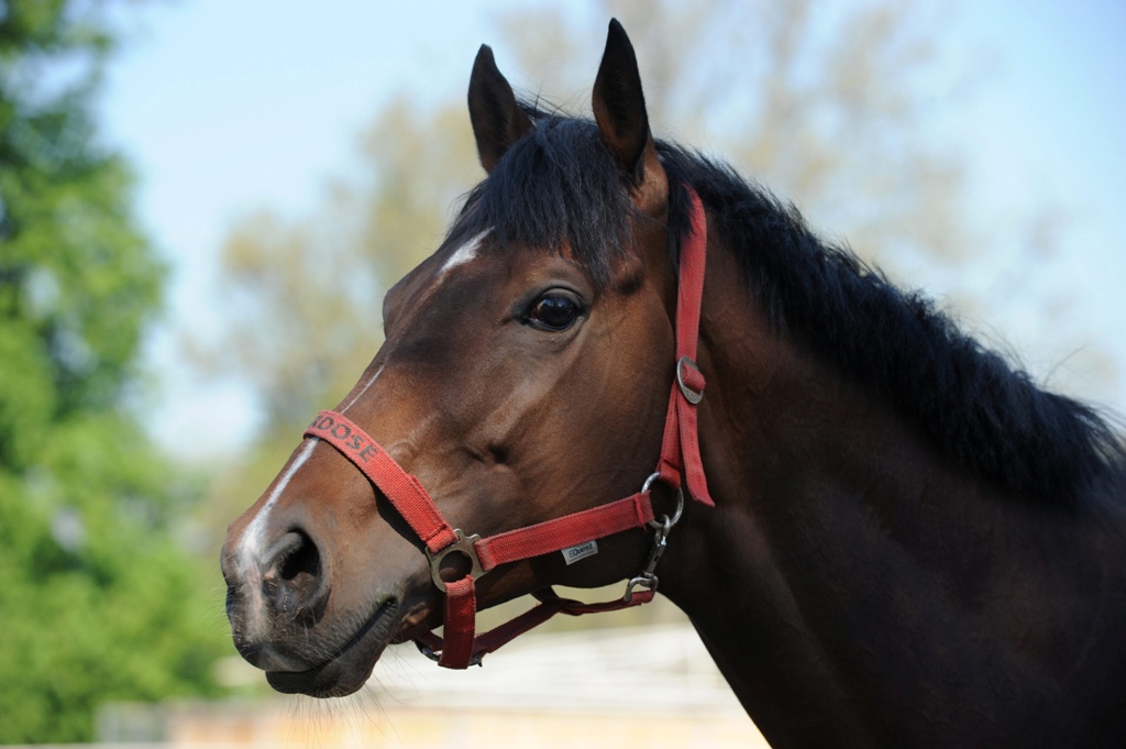 Az alagi hársfák alatt pihen Overdose