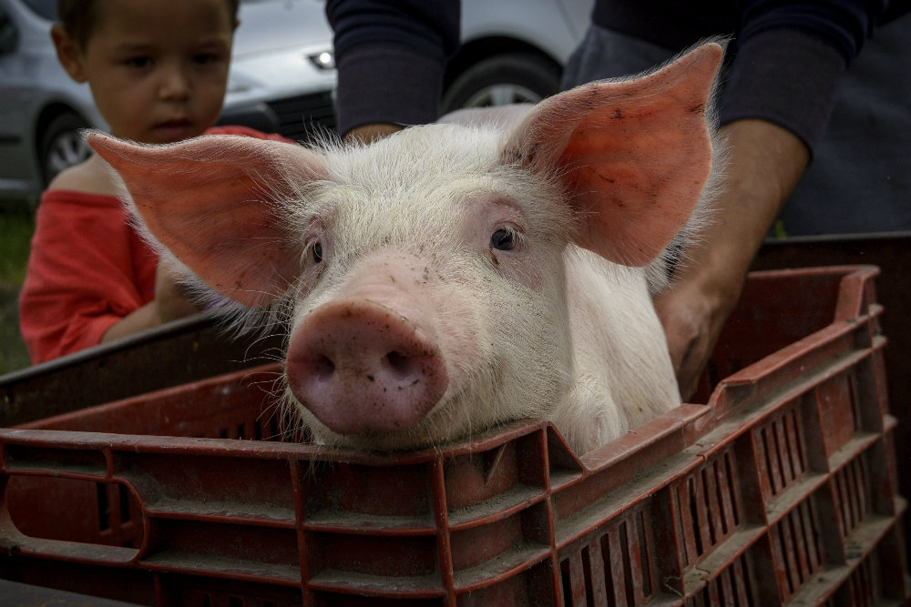 Megjelent Magyarország határán a sertéspestis