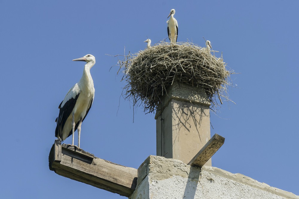 Június közepén indul a fehér gólyák látványgyűrűzése