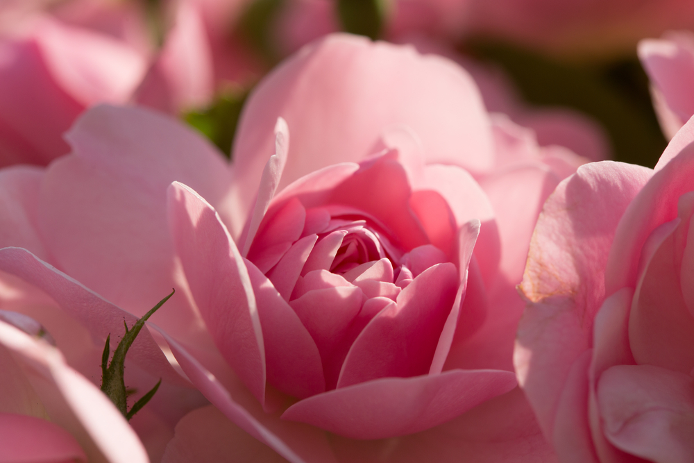 Felelevenített népszokások Ópusztaszeren, virágarzenál Fehérváron