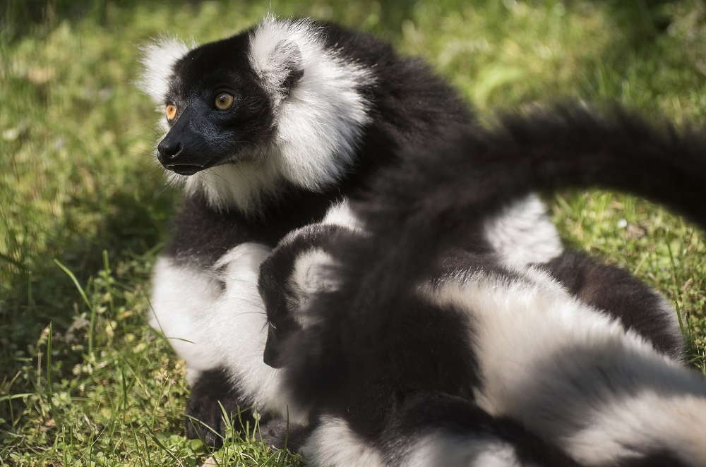 Vari született a Nyíregyházi Állatparkban