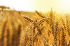 Fotó: shutterctock illusztráció