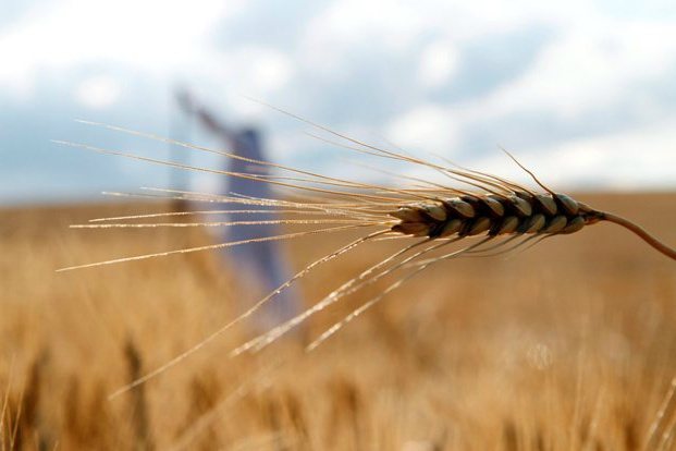 Az őszi búza negyede már tárolókban van