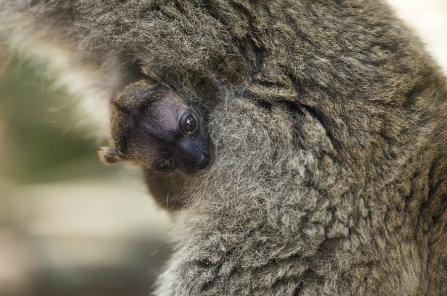 Sárgaszakállas maki született Nyíregyházán