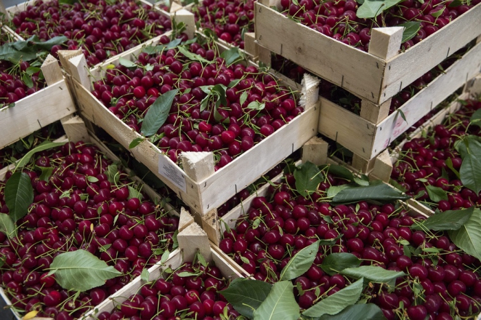 Jó szezont vár a meggytermesztő