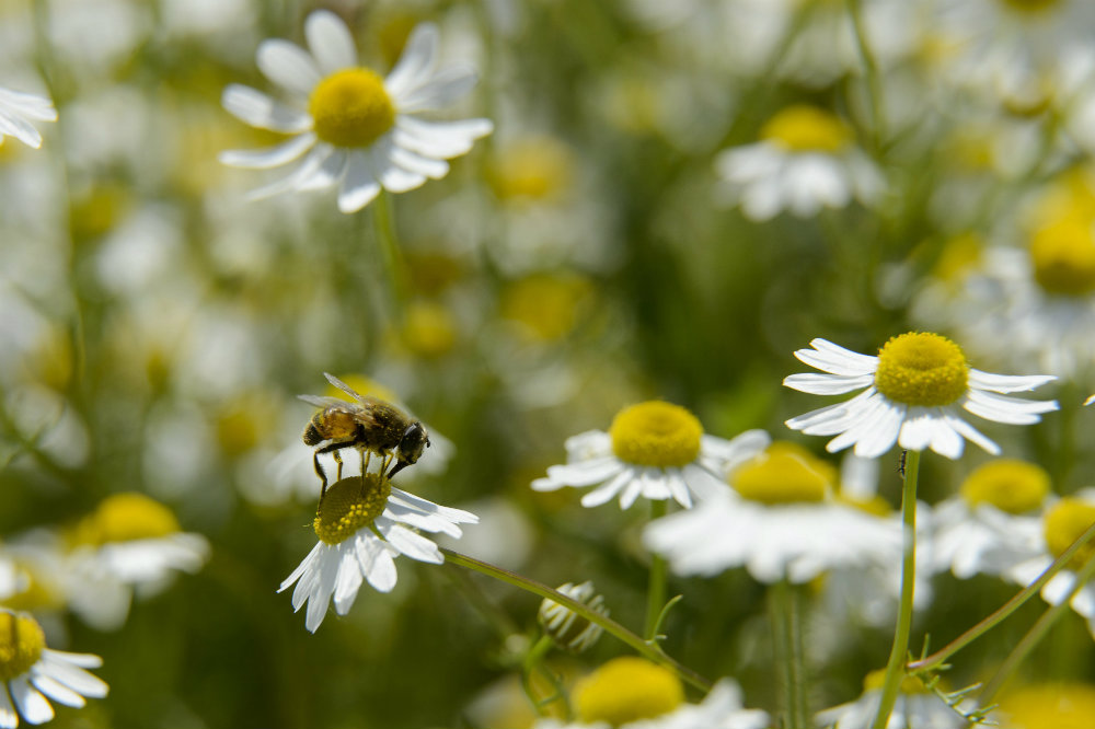 Pannonhalmi Gyógynövényhét