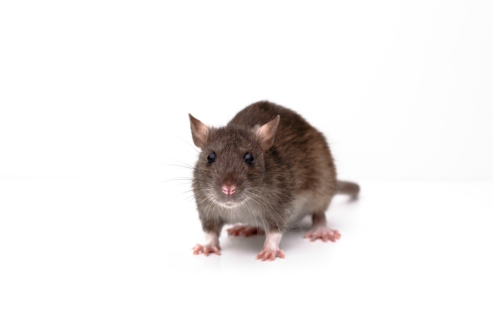 Nincsenek patkányok a kórházban