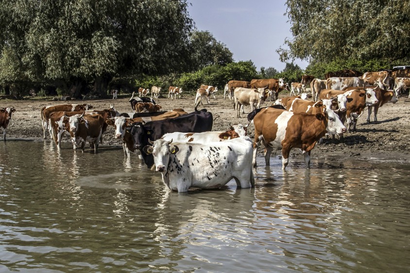 Hatalmas kárt okozott a hőség Szerbiában